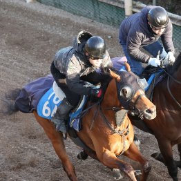 【阪神大賞典】調教マル得チェック②