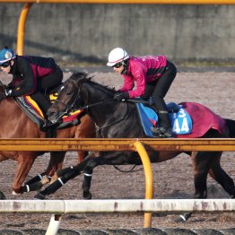 【阪神大賞典】調教マル得チェック①