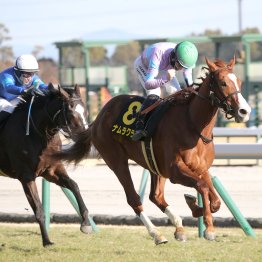 【愛知杯】長谷川厩舎２頭出しナムラクララ・レディマリオン好ムード