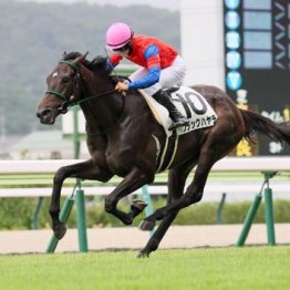 【飯島の土曜競馬コラム・若葉Ｓ】