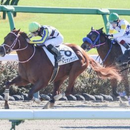 【木津の土曜競馬コラム・中山12Ｒ】