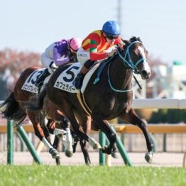 【橘の土曜競馬コラム・フラワーＣ】