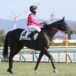 【橘の土曜競馬コラム・フラワーＣ】