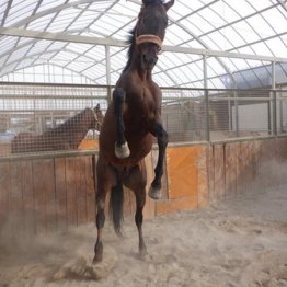 2012年阪神大賞典制覇ギュスターヴクライ　