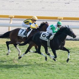 【飯島の日曜競馬コラム・中山10Ｒ】