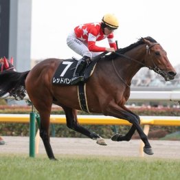 【新居の日曜競馬コラム・阪神大賞典】