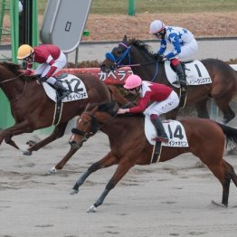 【レスキュー隊の日曜競馬コラム・中山12Ｒ】