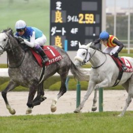 【阪神大賞典】１番人気アドマイヤテラが横綱相撲で快勝