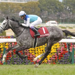 持続力勝負でアドマイヤテラがレコード完勝