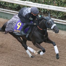 【高松宮記念】ナムラクレア陣営「人事を尽くして天命を待つ」か