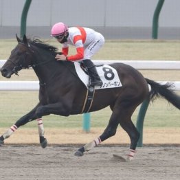 【東京本紙・外山の土曜中山10Ｒ】