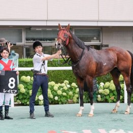 【木津の日曜競馬コラム・高松宮記念】