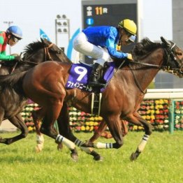 【注目重賞／データで買う・高松宮記念】