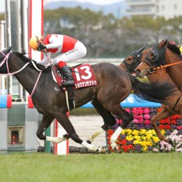 【大阪本紙・弘中の日曜阪神11Ｒ】