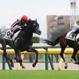 【レスキュー隊の日曜競馬コラム・中山12Ｒ】