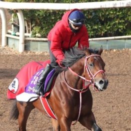 【ドバイワールドカップデー】最強馬でも破れなかった中東連戦のジンクス