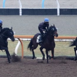 【大阪杯】調教マル得チェック①