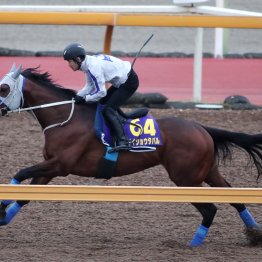 【大阪杯】メイショウタバル、ラスト１１秒１！ 体がシャープになってスピード仕様