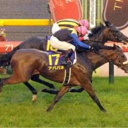 〈121〉オークス馬サンテミリオンを担当していた大西貴久調教助手（１）