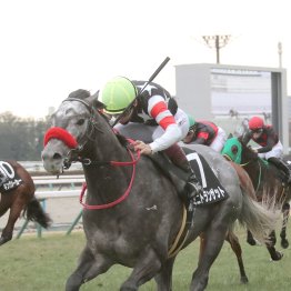 【ダービー卿ＣＴ】ミニトランザット初重賞取り　「ようやくオープン馬らしくなってきたかな」（杉山佳師）