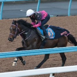 【新居の土曜競馬コラム・ダービー卿チャレンジＴ】
