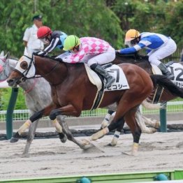 【東京本紙・外山の土曜中山10Ｒ】