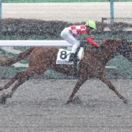 【木津の日曜競馬コラム・バイオレットＳ】