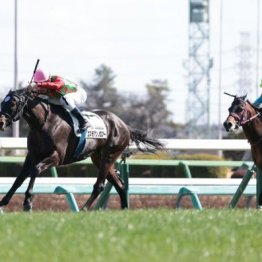 【レスキュー隊の日曜競馬コラム・中山12Ｒ】
