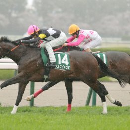 クロワデュノール父子同一GⅠ制覇　キタサン産駒らしい成長曲線を描く今シーズンは期待大