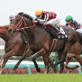 【美浦Ｓ】４歳ジュタが昨年の若駒Ｓ以来の３勝目
