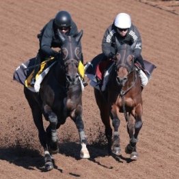 【桜花賞】調教マル得チェック②