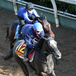 【桜花賞】ナムラコスモス、俊敏な動きで坂路２馬身先着 「ＧⅠの速くなりがちなペースで冷静に乗れるか」（大橋調教師）