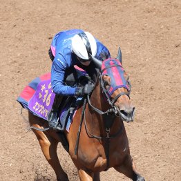 【阪神牝馬Ｓ】エンブロイダリー始動　ゲンのいい桜ウィークに好発進だ