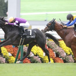 【桜花賞】スターアニス、ドリームコアは強いが　この３頭の記録も見逃せない