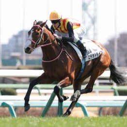 【新居の土曜競馬コラム・ニュージーランドＴ】