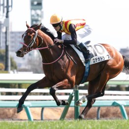 【播磨の土曜競馬コラム・ニュージーランドＴ】