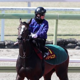 【桜花賞】出走全馬の特選情報