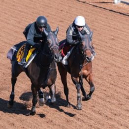 【木津の日曜競馬コラム・桜花賞】