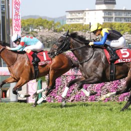 昨年同様、桜花賞で咲いたダイワメジャーの血