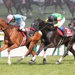【中山グランドＪ】前哨戦で昨年王者をやぶった高田ディナースタが大一番に挑む