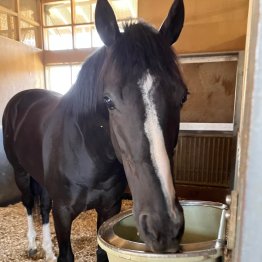 【中山グランドＪ】異例の中山競馬場４泊から偉業に挑む小野寺ホウオウプロサンゲ