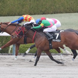 【アンタレスＳ】タガノバビロンの前走は「勝ちに等しい内容」（西園翔師）