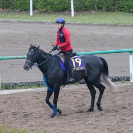 【皐月賞】リアライズシリウス魅力たっぷり