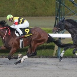 【市川の土曜競馬コラム・アンタレスＳ】	