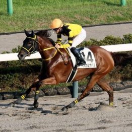 【飯島の土曜競馬コラム・葛飾特別】	
