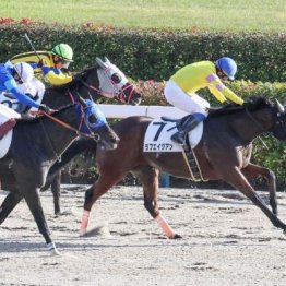 【新居の土曜競馬コラム・下総Ｓ】	