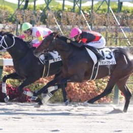【武田の土曜競馬コラム・アンタレスＳ】	