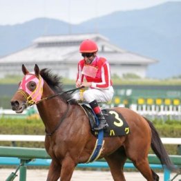 【橘の土曜競馬コラム・アンタレスＳ】	