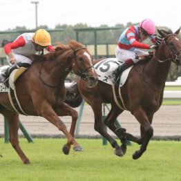 【東京本紙・外山の土曜中山９Ｒ】	