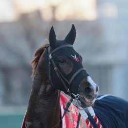【武田の日曜競馬コラム・皐月賞】